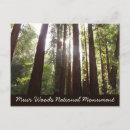 Recherche de séquoia cartes postales Forêt