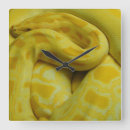 Recherche de python horloges Reptile