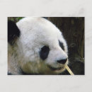 Recherche de amour panda cartes postales Ours