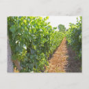 Recherche de viticulture cartes postales Vin