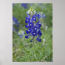 Zoek naar texas bluebonnet kunst Wildbloem