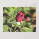 Recherche de bourgeons roses cartes postales Pour elle
