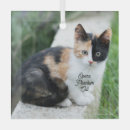 Recherche de film ornamente Drôle