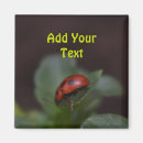 Zoek naar ladybug magneten Ladyvogel