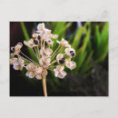 Zoek naar zaden briefkaarten Tuin