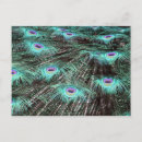 Zoek naar peacock feather briefkaarten Peafowl