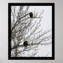 Zoek naar adelaar posters Fotografie