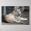 Recherche de tigres blancs posters Gros chats