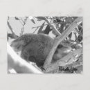 Zoek naar koala Foto