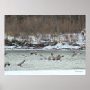Zoek naar ganzen posters Branta canadensis