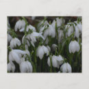 Zoek naar sneeuwklokjes briefkaarten Bloem