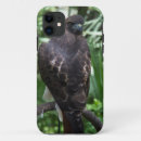 Recherche de faucon coques Animaux