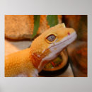 Recherche de gecko posters Reptile