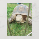 Recherche de tortue géante cartes postales Animaux