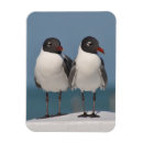 Recherche de mouettes magnets Oiseaux