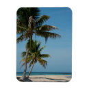 Recherche de palmiers magnets Caraïbes