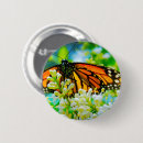 Zoek naar oranje vlinder buttons Monboogvlinder