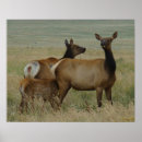 Zoek naar kalf posters Wapiti