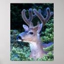 Recherche de fir trees posters Superstock