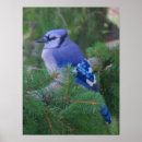 Recherche de bluejays posters Extérieur