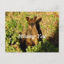 Recherche de kangourou australie cartes postales Mignon