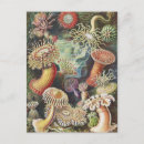 Zoek naar ernst haeckel briefkaarten Kunstformen der natur
