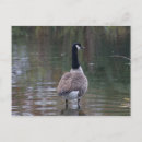 Recherche de canada goose posters Animal