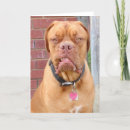 Recherche de dogue de bordeaux vœux cartes Mastiff français