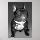 Recherche de pet photography posters Dog