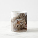 Recherche de bébé chat tasses Animal de compagnie