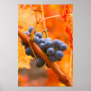 Zoek naar druif posters Cabernet