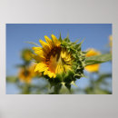 Zoek naar zonnebloem afbeeldingen posters Floreel