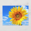 Recherche de tournesol cartes postales Été