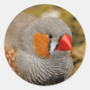 Recherche de finch autocollants Rouge