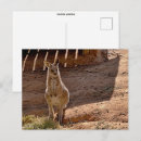 Recherche de kangourou joey cartes postales Faune