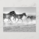 Recherche de champ de courses cartes postales Animaux