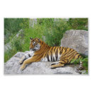 Recherche de reposant posters Tigre