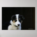 Zoek naar oude hond posters Puppy