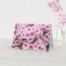 Zoek naar flox kaarten Tuin