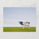 Zoek naar holstein koe posters Horizontaal