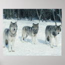 Zoek naar wilde wolven posters Hond