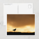 Zoek naar natuurfoto briefkaarten Vogels