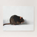 Zoek naar rat puzzels Huisdier