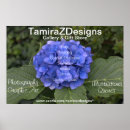 Zoek naar blauwe hydrangea hortensia posters Natuur