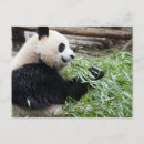 Recherche de bambous cartes postales Photographie