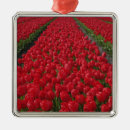 Recherche de tulipe hollande ornements Rouge