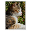 Recherche de chat de gingembre vœux cartes Calico