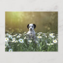 Recherche de marionnettes cartes postales Dalmate