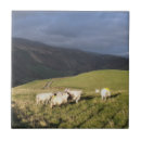 Zoek naar ooi tegels Dieren