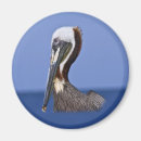Recherche de avifaune Animaux